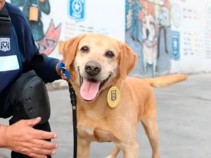 Falleció el mejor can detector de drogas de Chile.