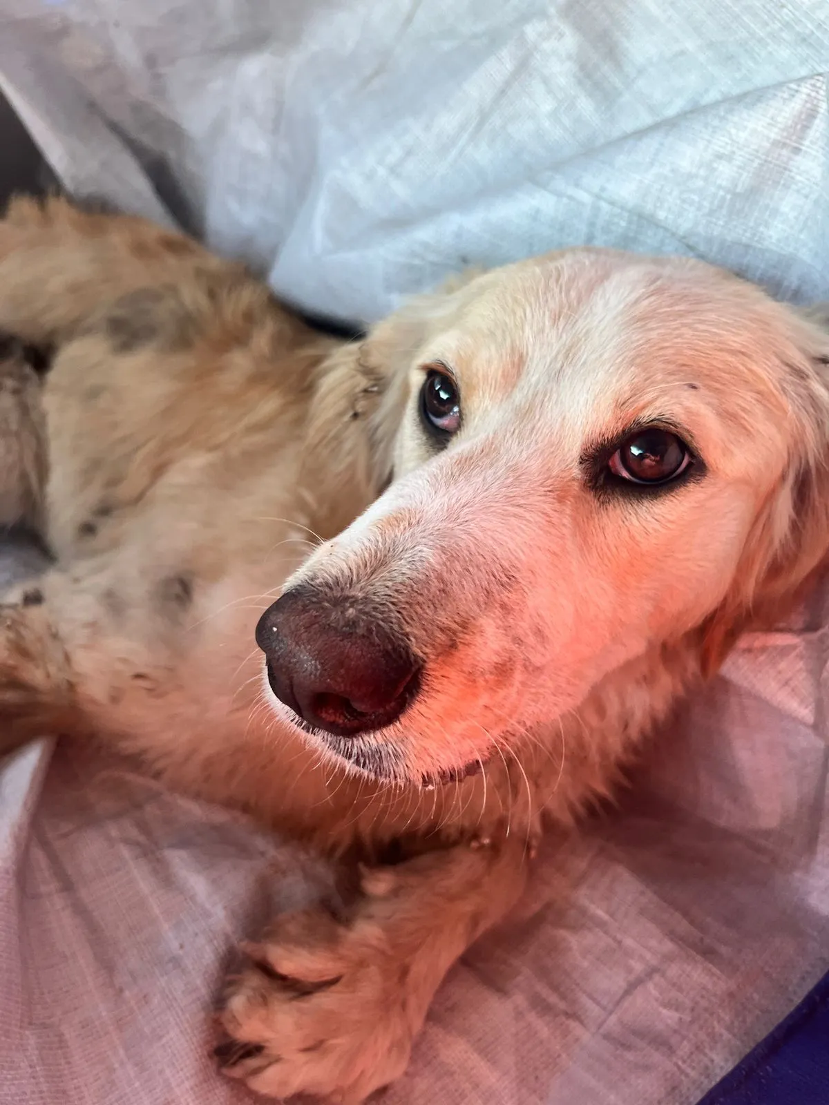 PDI detiene a conductor que habría atropellado a un perrito en el sector Caleta Boy de Tocopilla