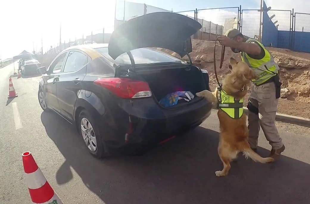 Iquique: Can detector "Flavia" nuevamente detecta droga al interior de un taxi