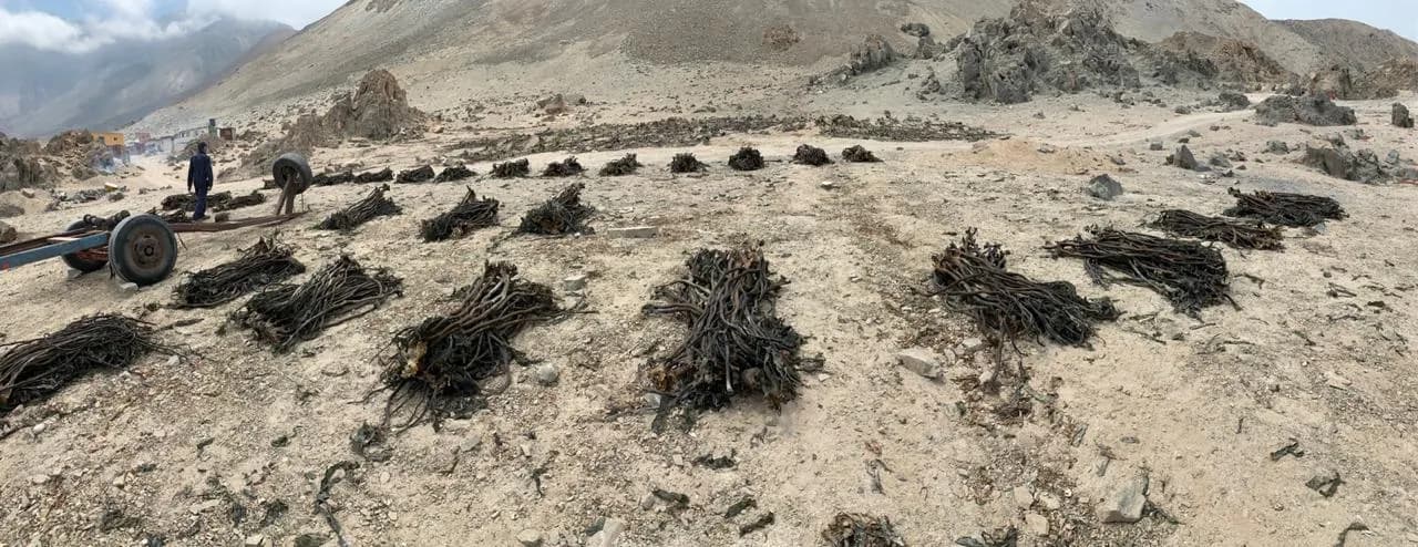 Sernapesca Antofagasta  decomisa 550 kilos de algas barreteadas en Tocopilla.