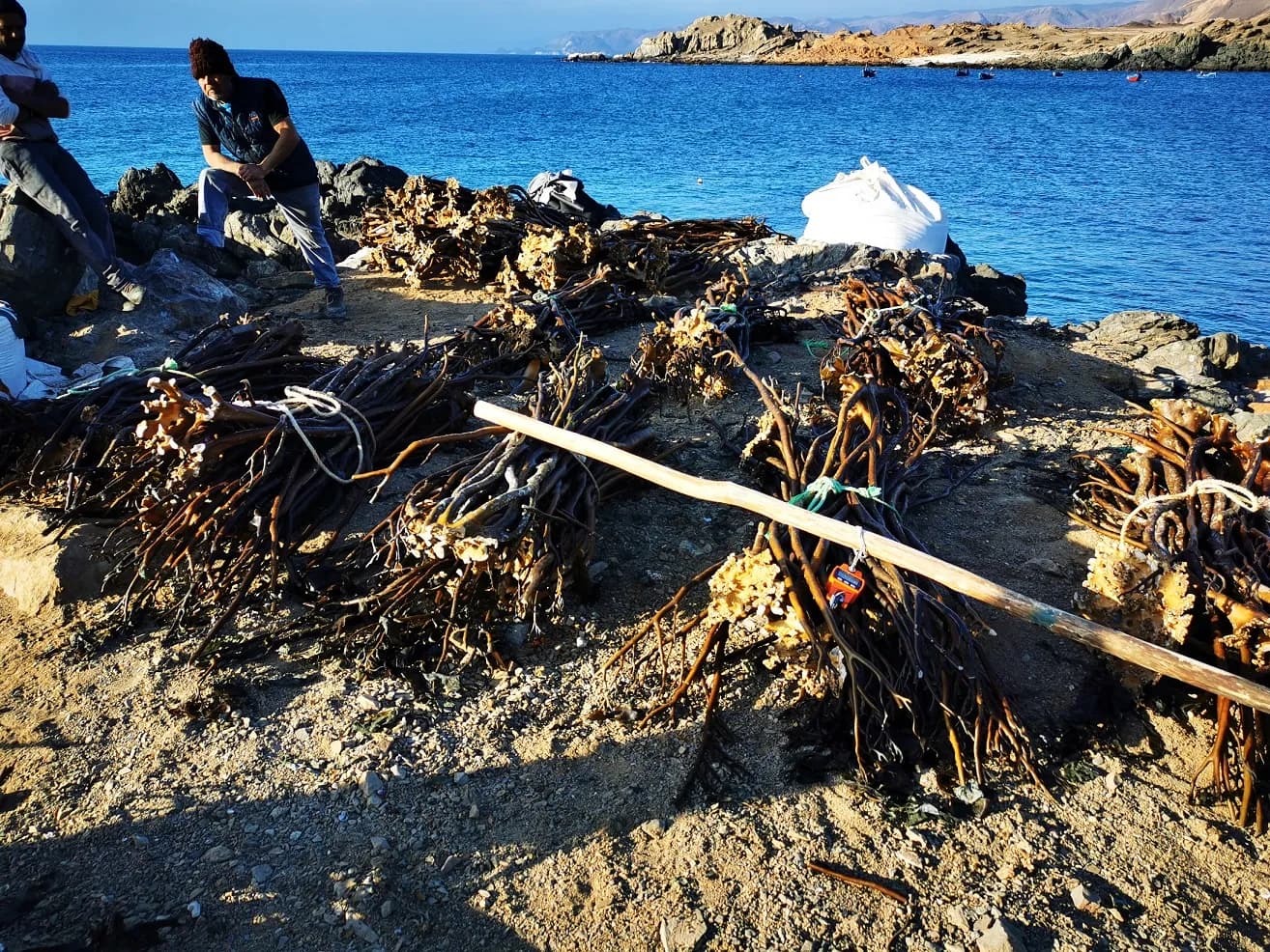 Sernapesca y Armada logran la incautación de 800 kg de huiro palo barreteado en Taltal.