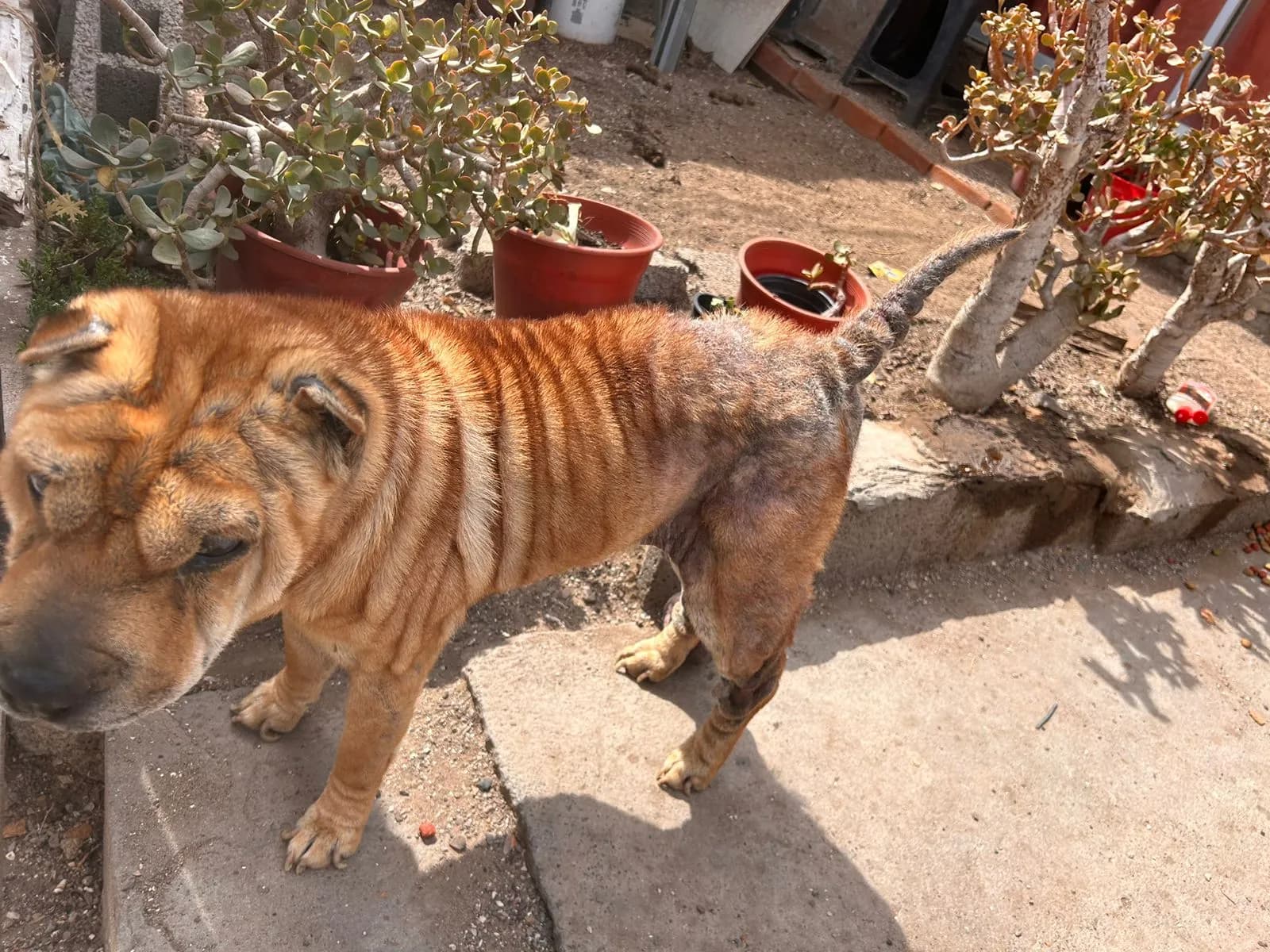 PDI rescata a dos perritas que habrían sido víctima de maltrato y abandono por parte de sus dueño...
