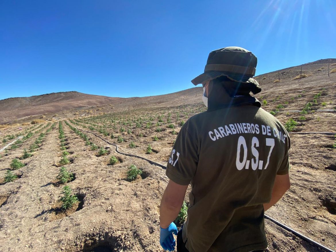 Histórico hallazgo de plantas de cannabis sativa dejó investigación del O.S.7 en Copiapó.