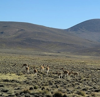 Carabineros sorprende caza ilegal de vicuña, Procedimiento registra 4 detenidos.