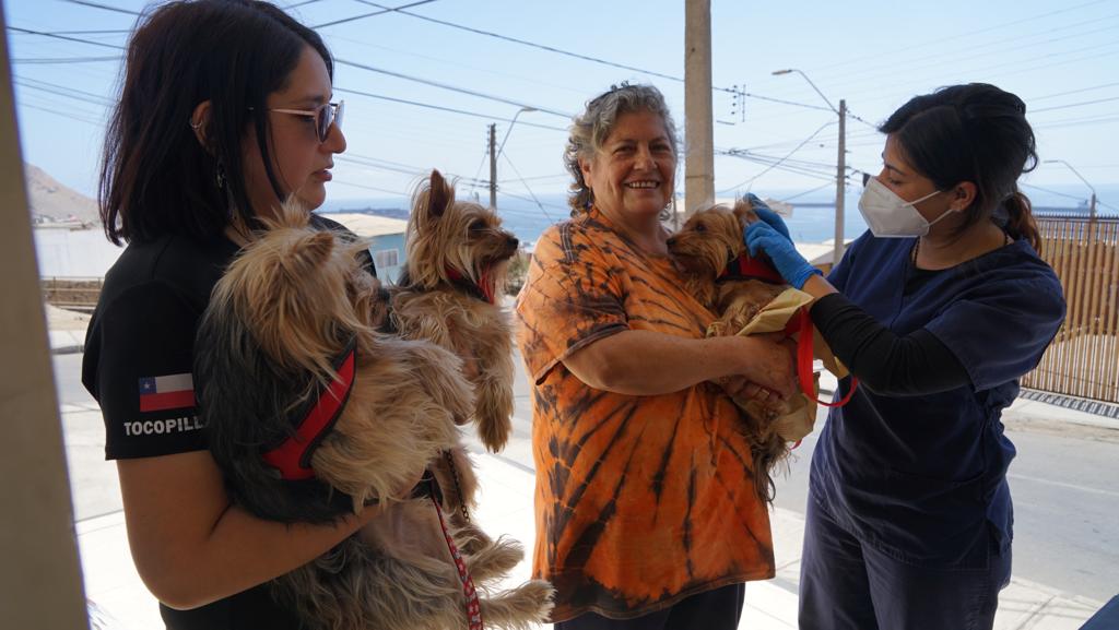 Más de 200 esterilizaciones gratuitas de perros se realizan en operativo en la Región de Antofagasta.