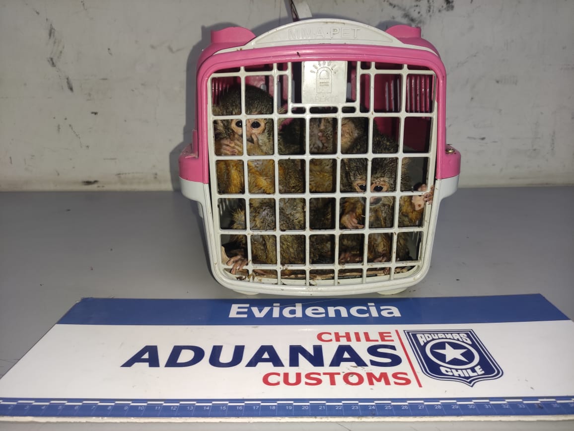 La Aduana de Tarapacá logra el rescate de cinco monos bebés en Quillagua: Un ciudadano boliviano intentaba introducir ilegalmente los primates en una mochila desde Pozo Almonte hasta Antofagasta.